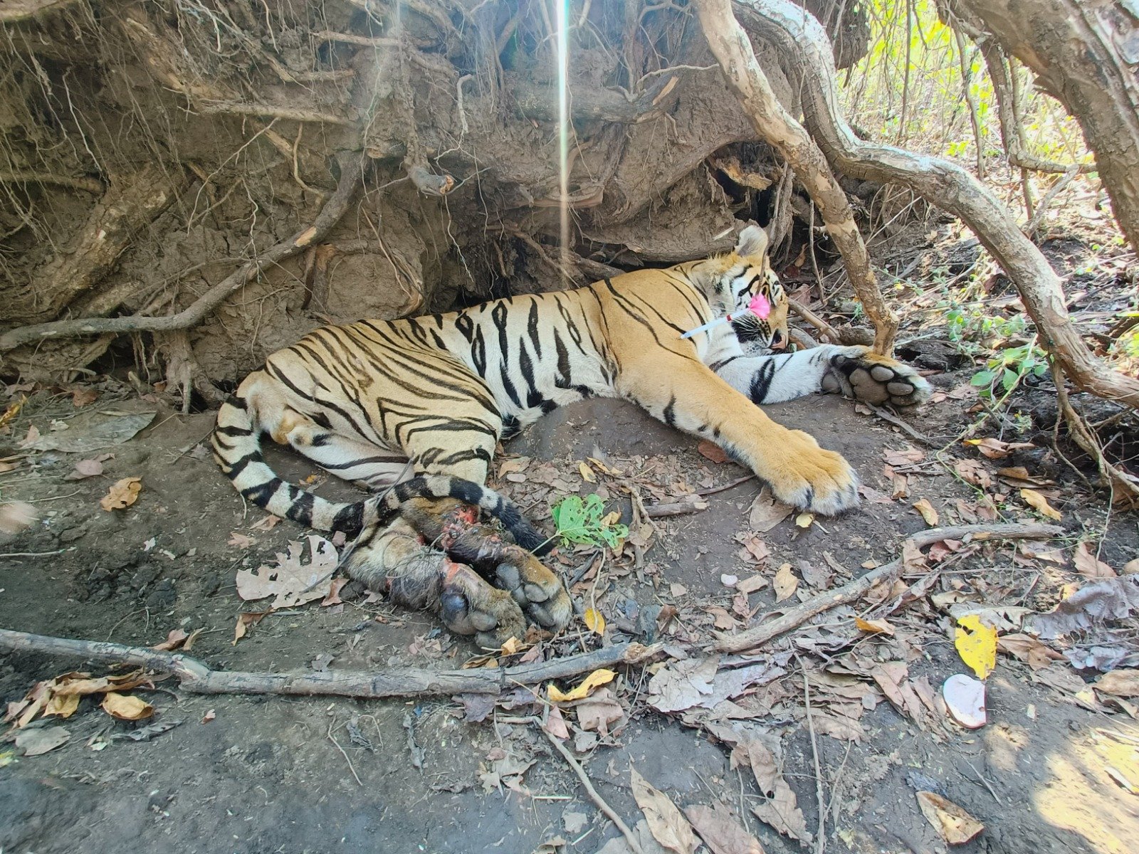 मैं हूँ बीजापुर टाइगर… भाग्यशाली हूँ या दुर्भाग्यशाली?